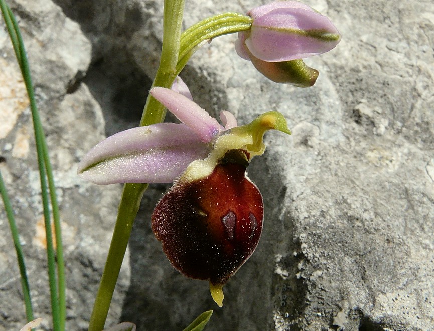 Ophrys biscutella